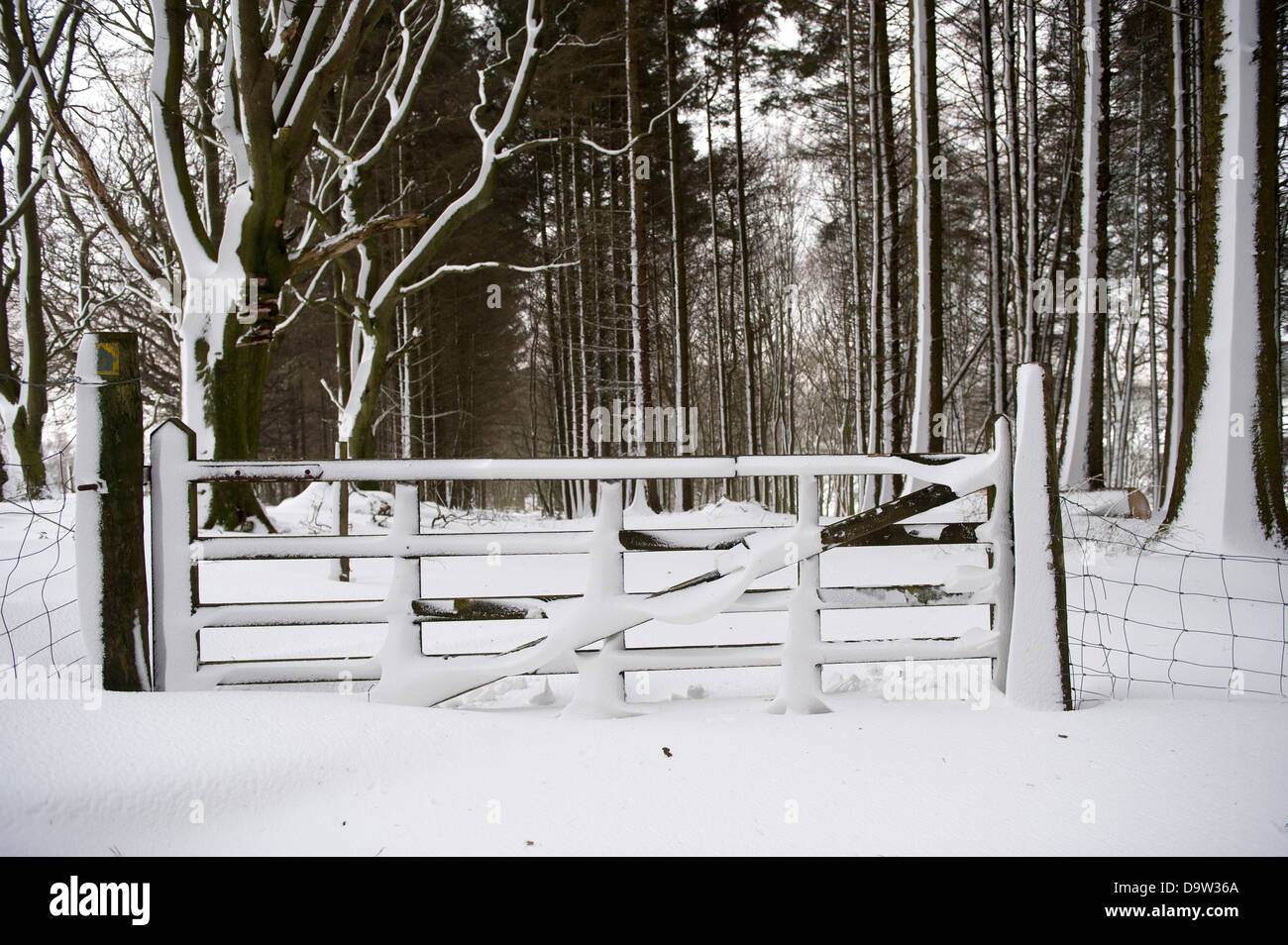 Gate into woodland covered in snow. Cumbria, UK Stock Photo