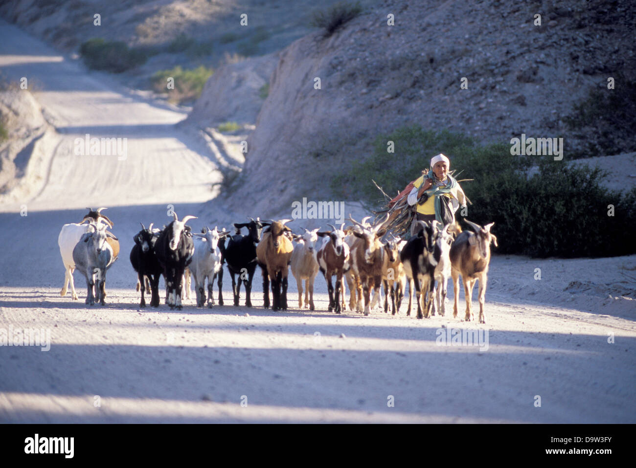 Female shepherd on her way home with her goats near Calafate, Atacama Desert, Argentina Stock Photo