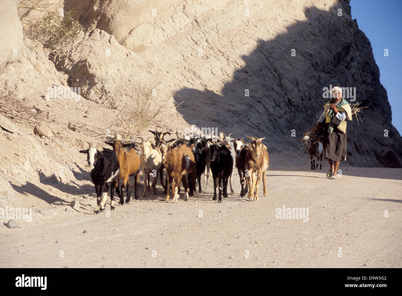 Female shepherd on her way home with her goats near Calafate, Atacama Desert, Argentina Stock Photo