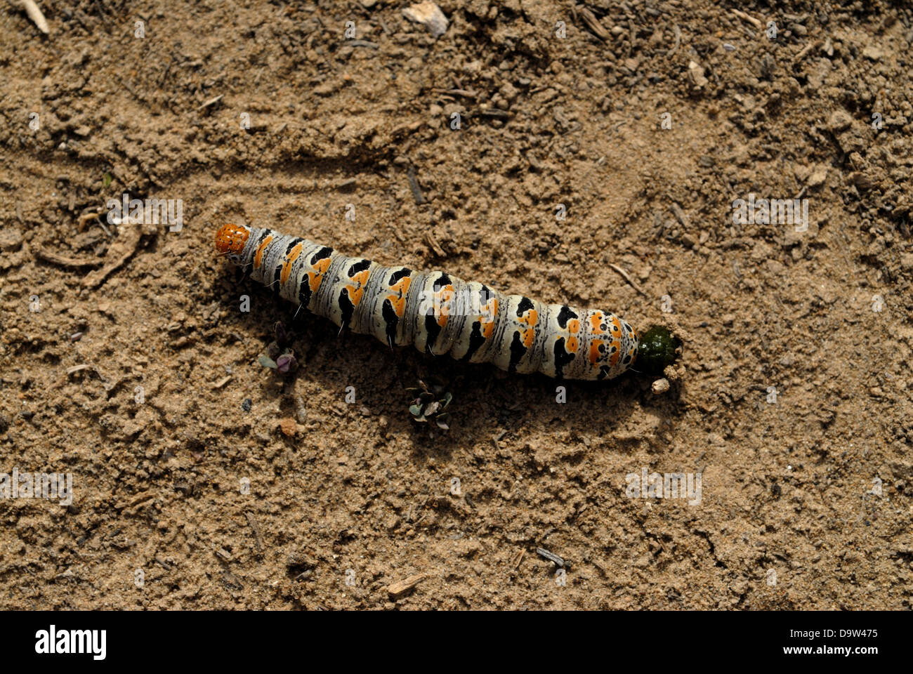 Caterpillar, Chaco Culture National Historical Park, New Mexico, USA