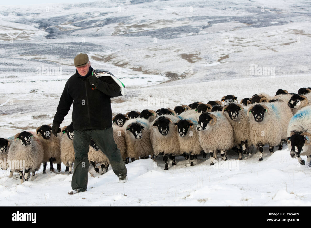 Shepherd leading flock hires stock photography and images Alamy