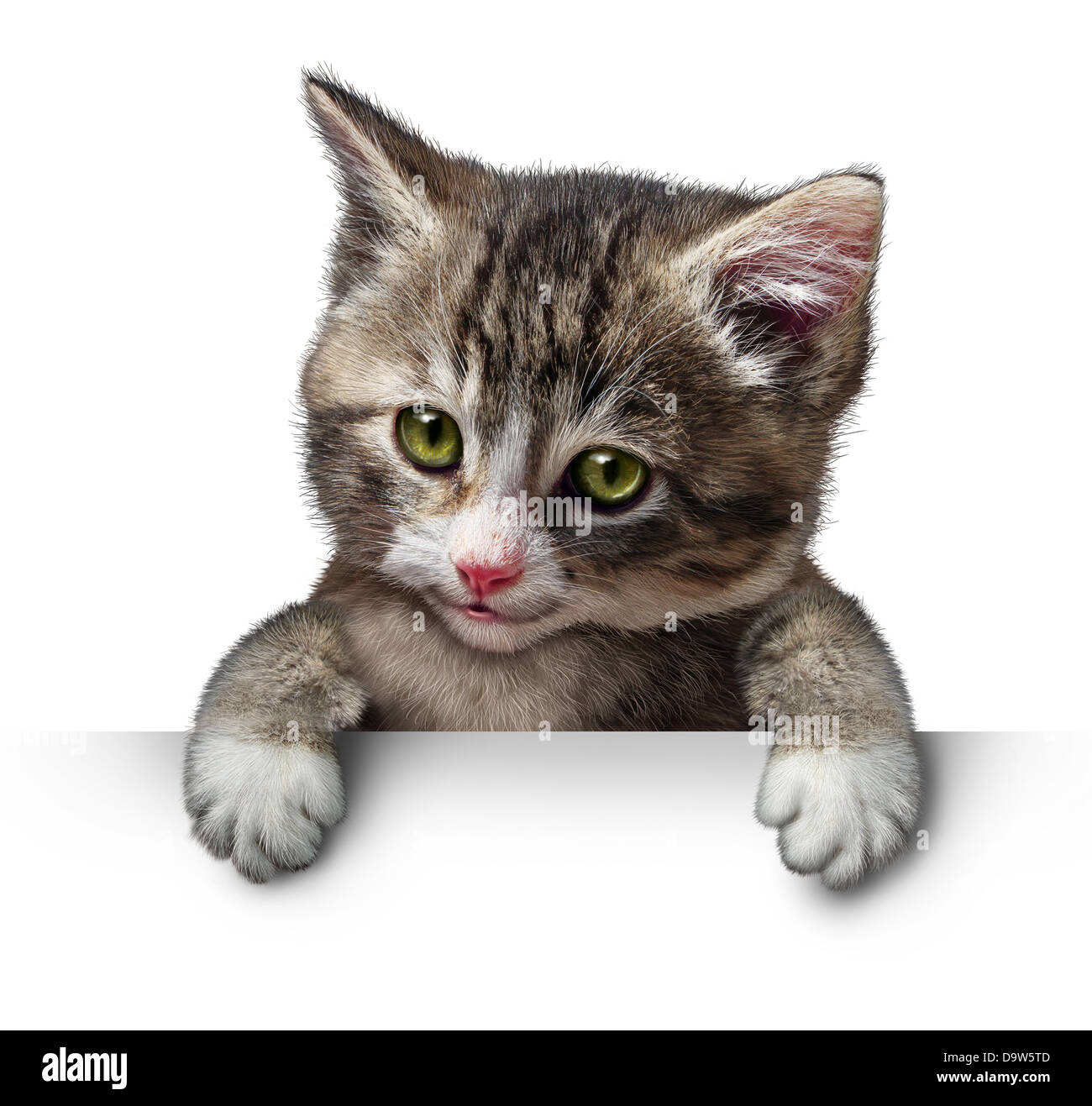 Cat or kitten holding a horizontal blank card sign as a cute feline with a smiling happy expression supporting and communicating a message pertaining to pet care on white. Stock Photo