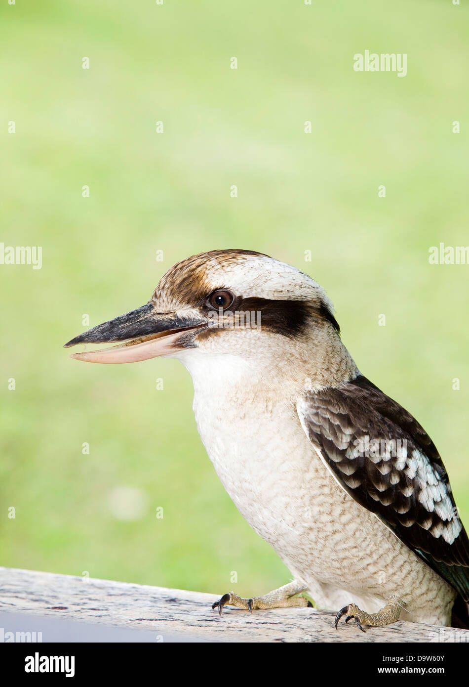 Kookaburra bird hires stock photography and images Alamy