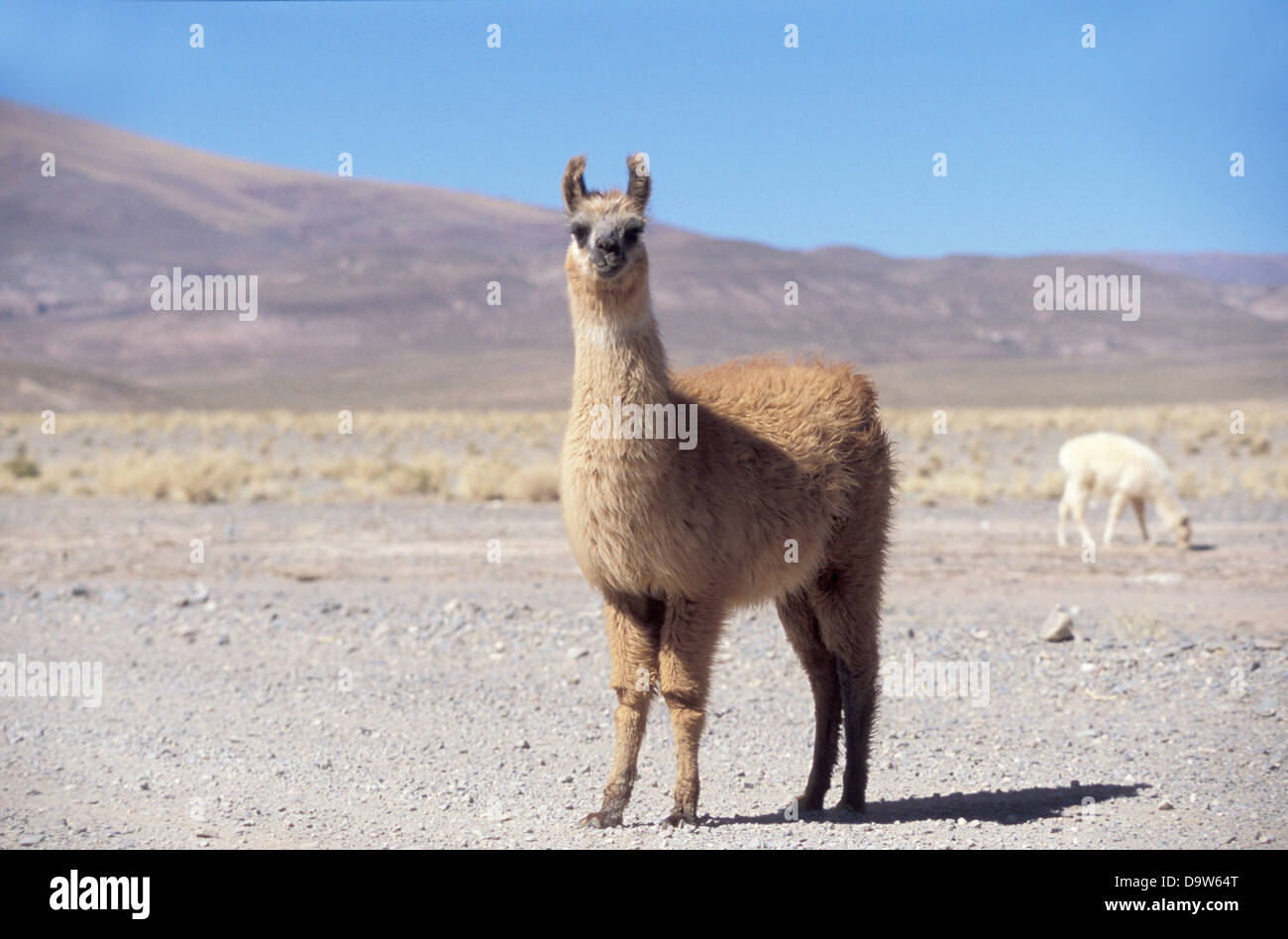 Lamas in a beautiful scenery Atacama Desert, Argentina Stock Photo
