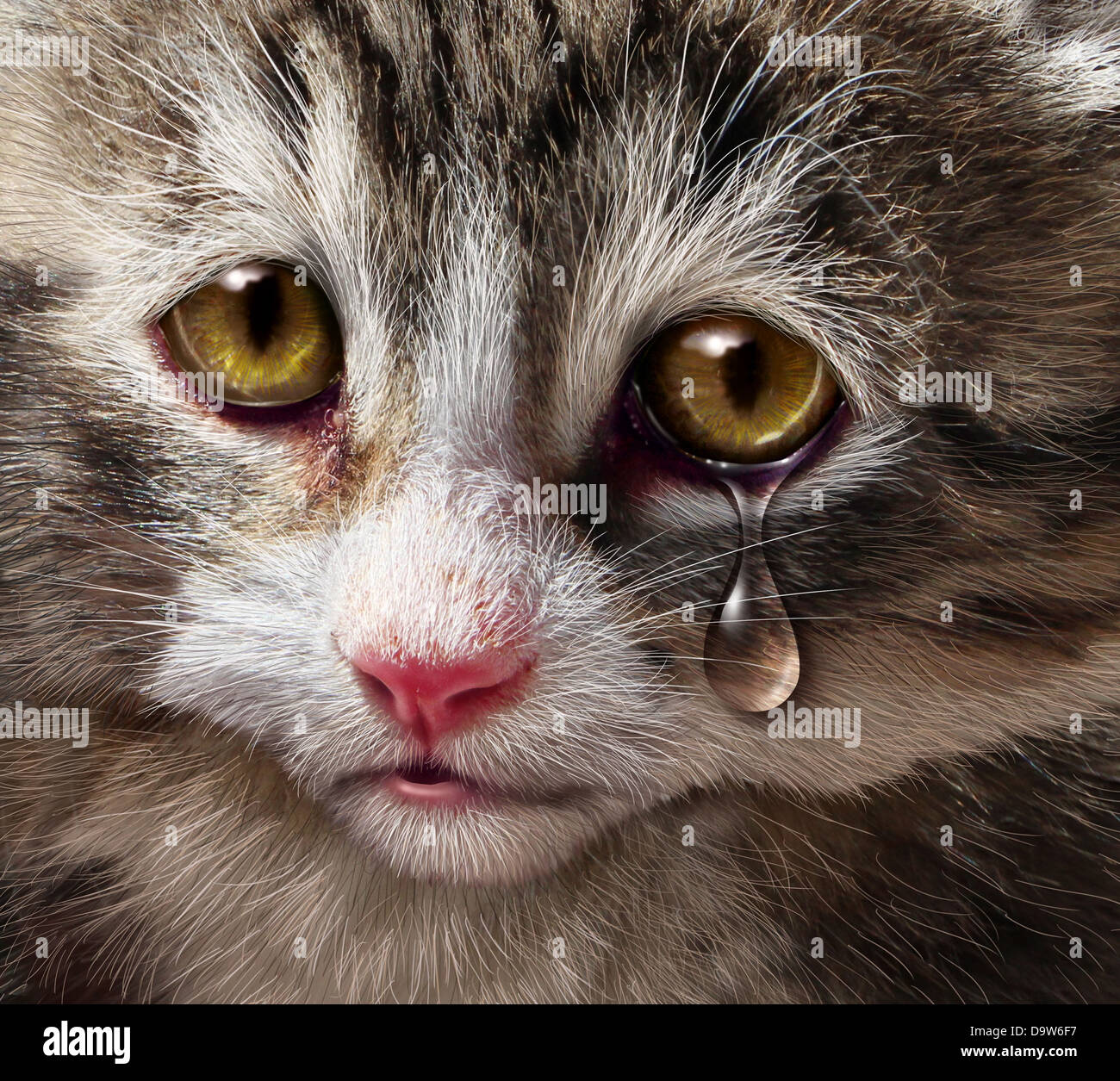 Pictures sad kitten Crying Cat