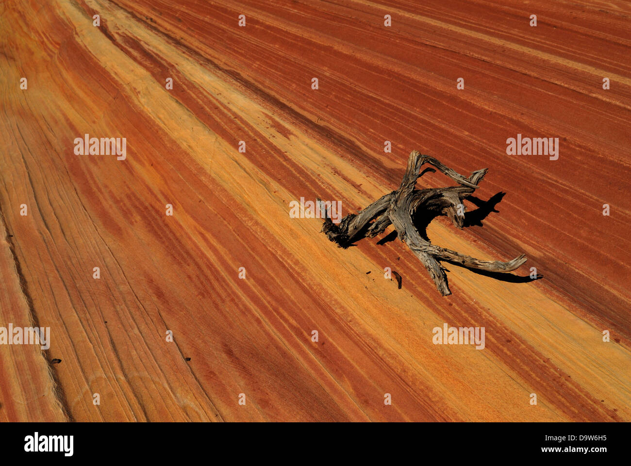 High angle view of a dead tree branch on a rock, Vermillion Cliffs, Utah, USA Stock Photo