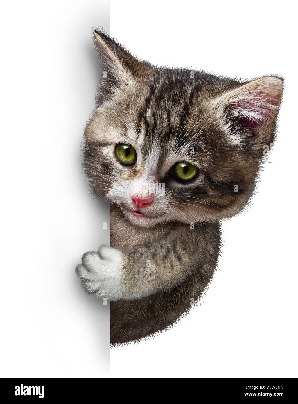 Cat or kitten with a blank vertical card sign as a cute feline with a smiling happy expression supporting and communicating a message pertaining to pet health care and welfare. Stock Photo