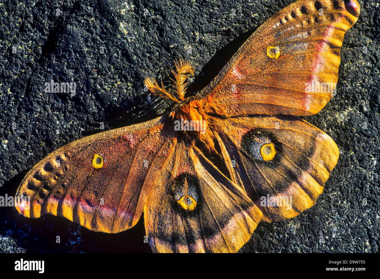 Brown Moths In Vancouver