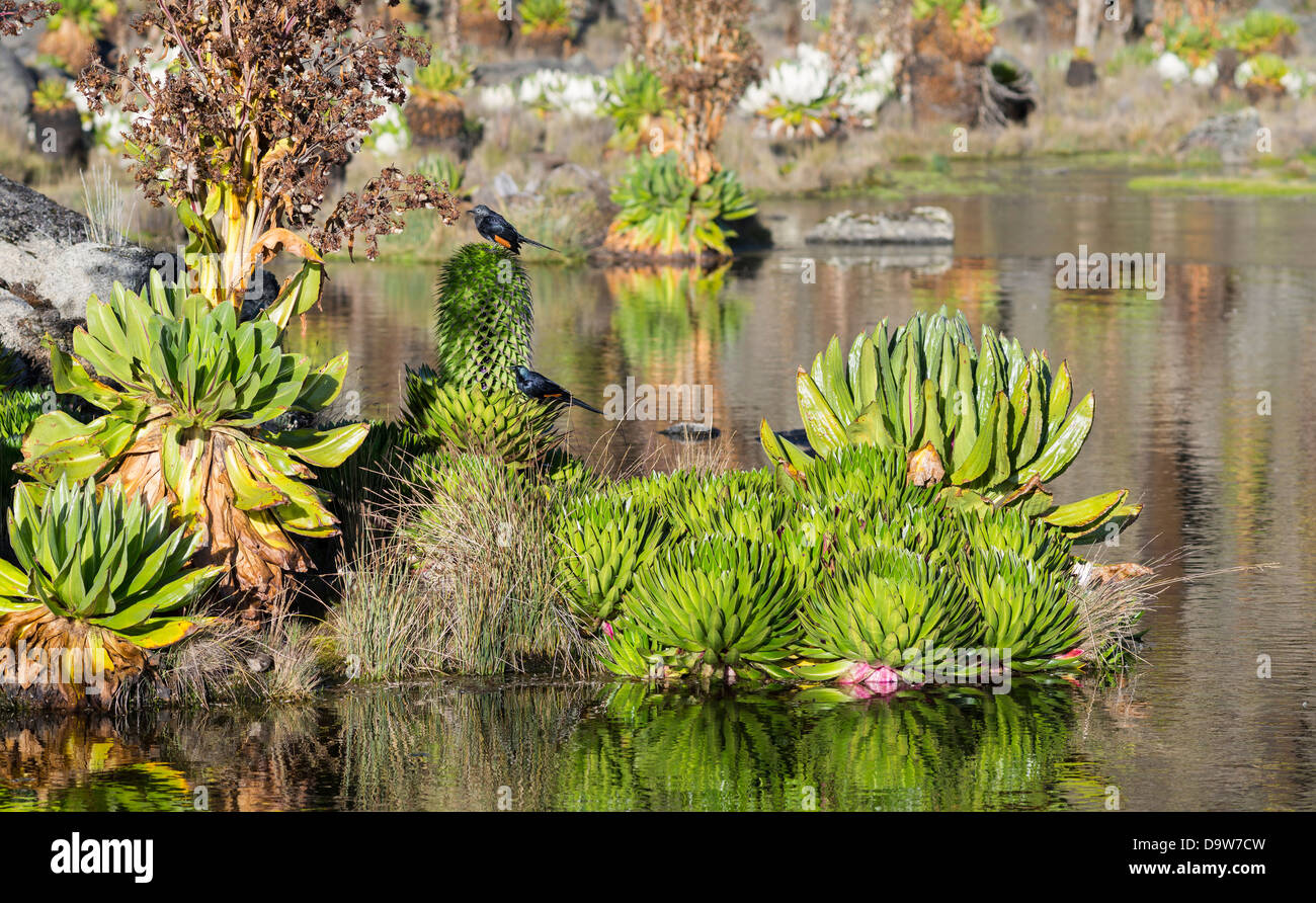 Mount Kenya National Park, Kenya, Africa. Giant Lobelia, giant groundsel, and Red-winged Starling reflected in a pond. Stock Photo