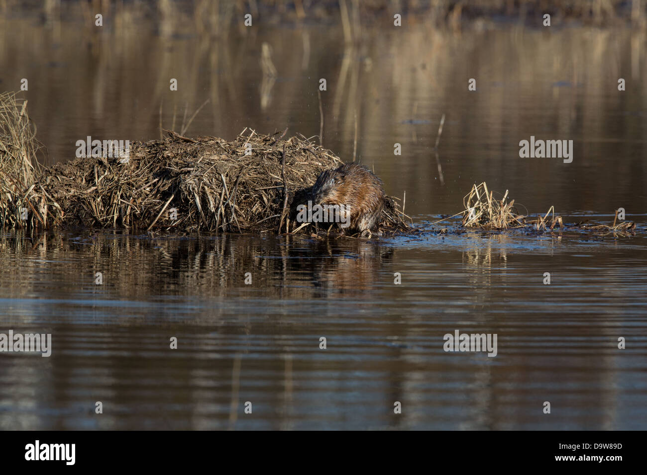 Muskrat push up hires stock photography and images Alamy