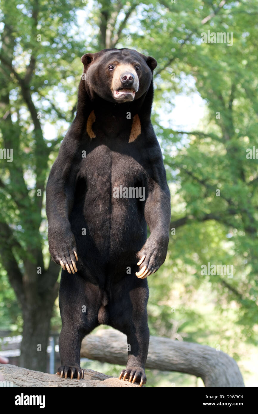 Standing Sun Bear Stock Photo