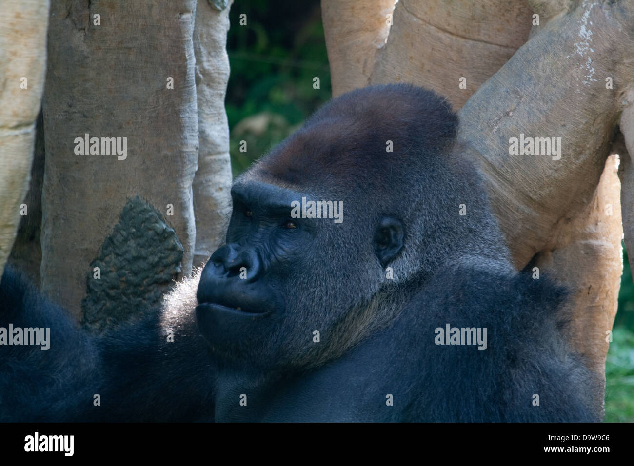 Gorilla at the zoo Stock Photo