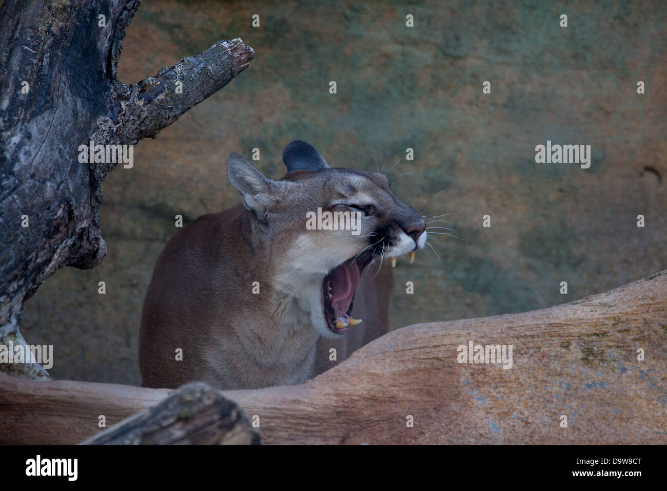Puma growl Stock Photo - Alamy