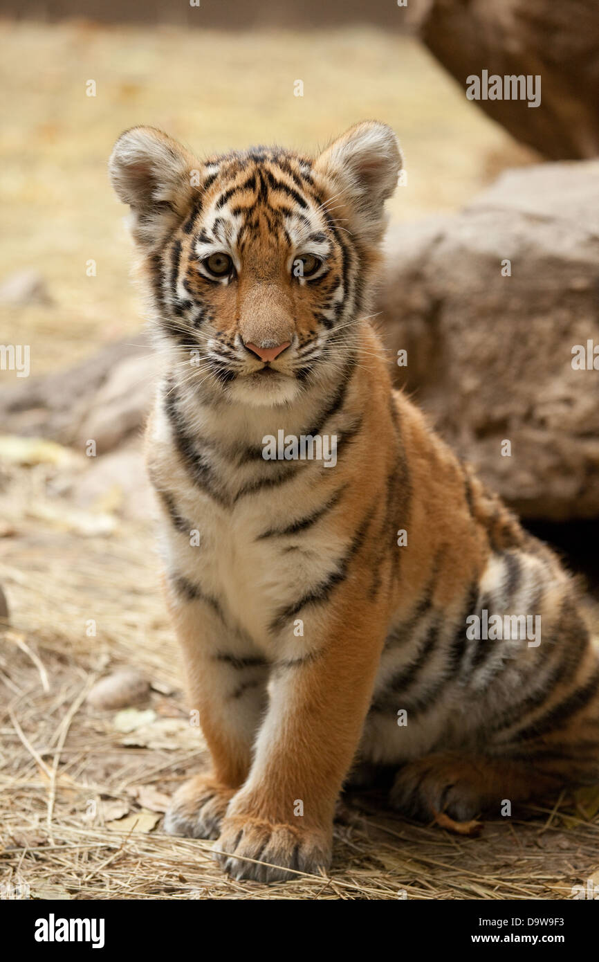 Tiger Cub Stock Photo