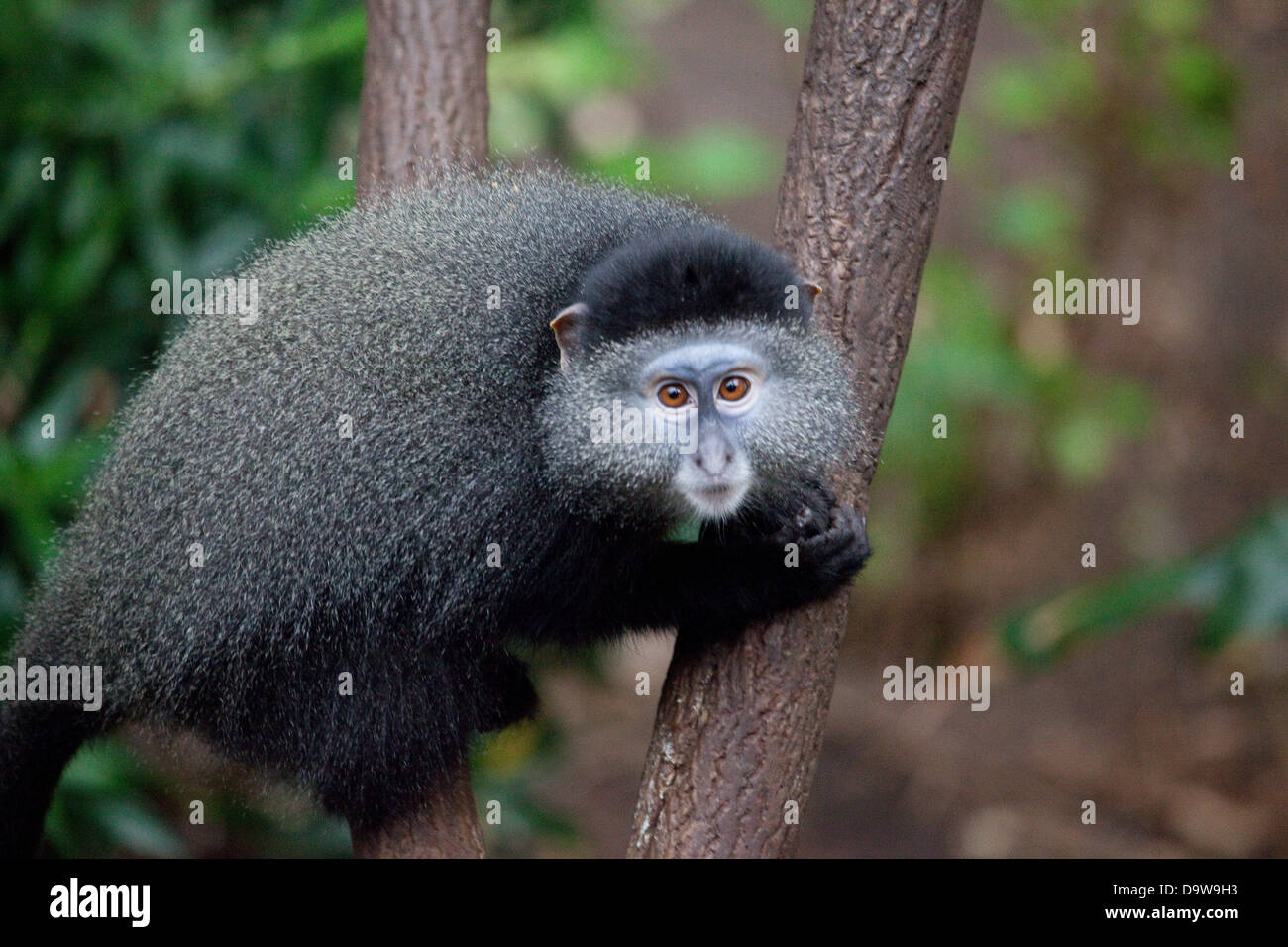 Blue Monkey Stock Photo