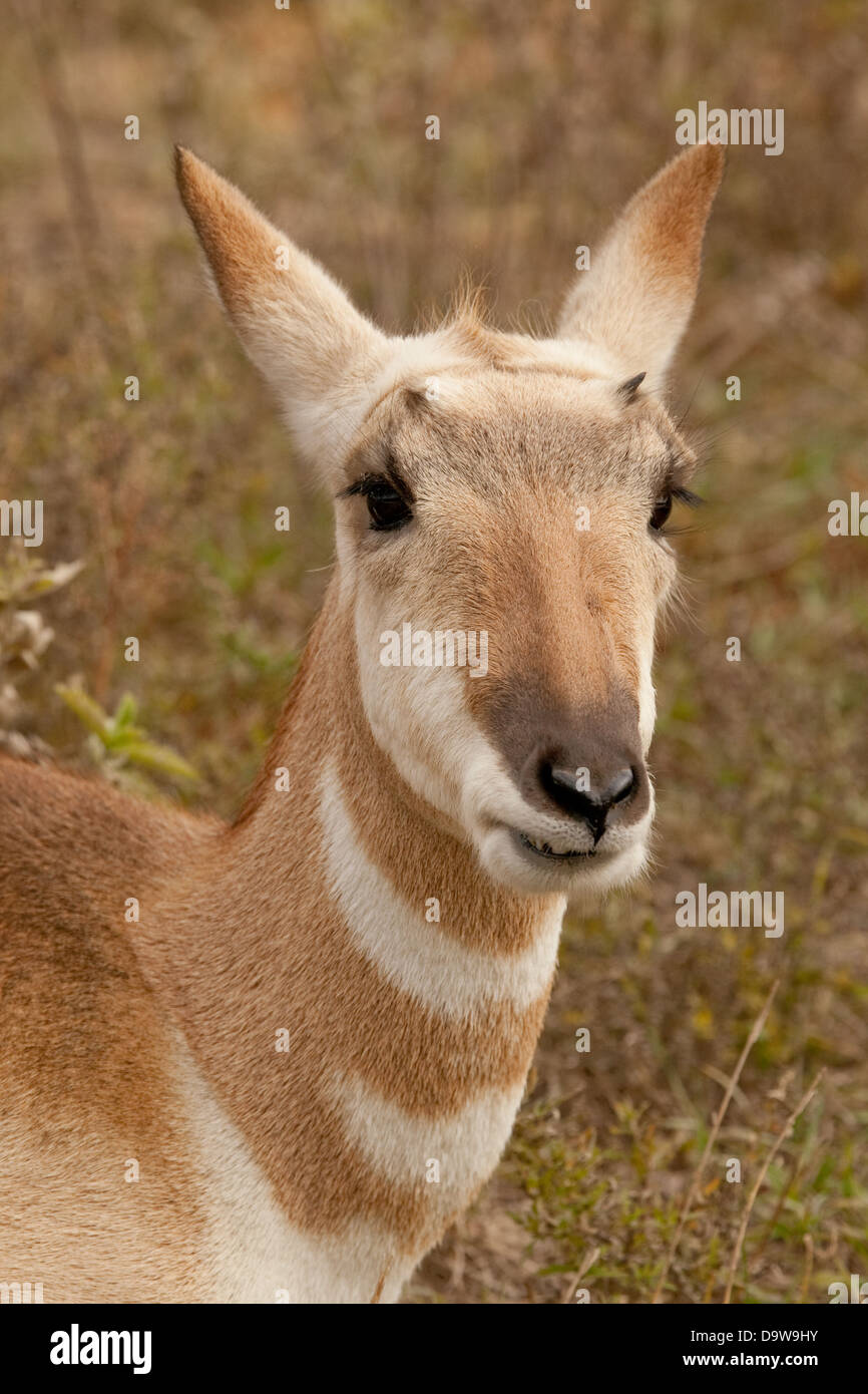 Pronghorn from Yellowstone National Park, Wyoming Stock Photo