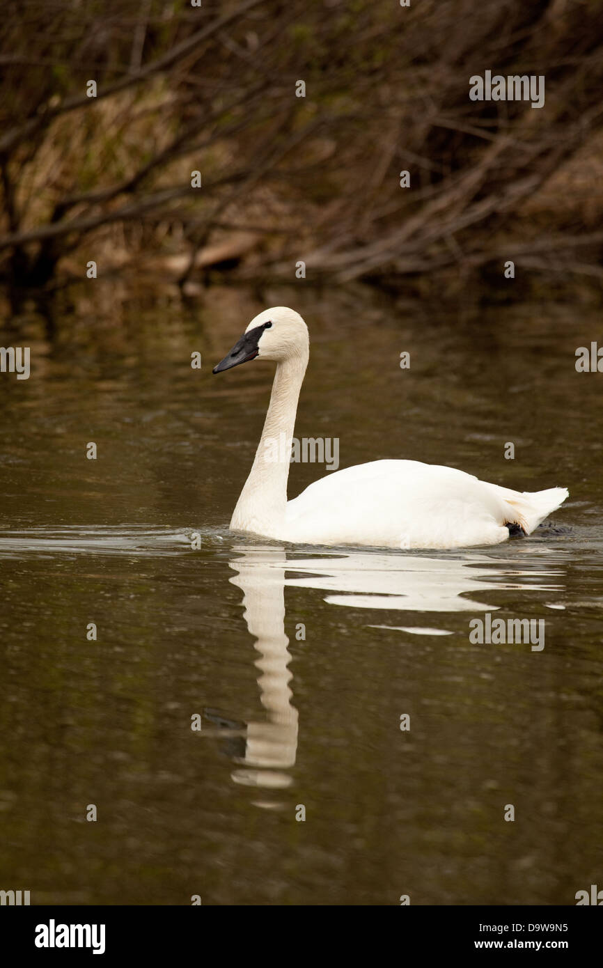Swan reflection Stock Photo