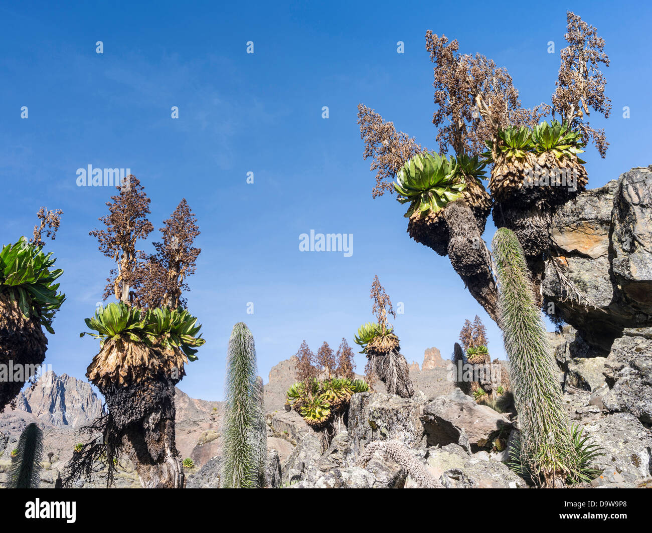 Africa, Kenya. Giant Groundsel or Dendrosenecio (senecio keniodendron) in the Mount Kenya National Park. Stock Photo