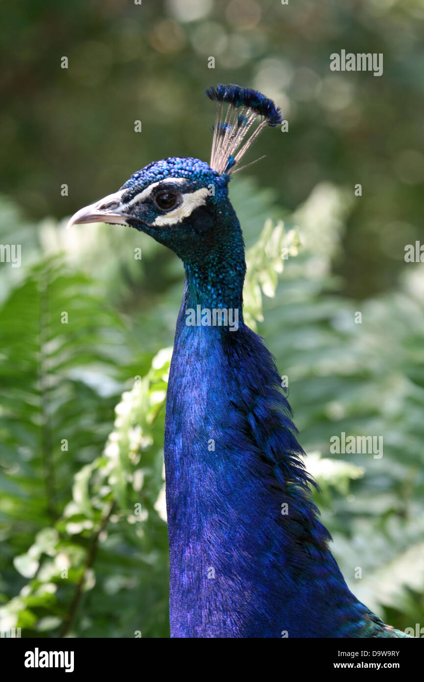 Peacock Portrait Stock Photo