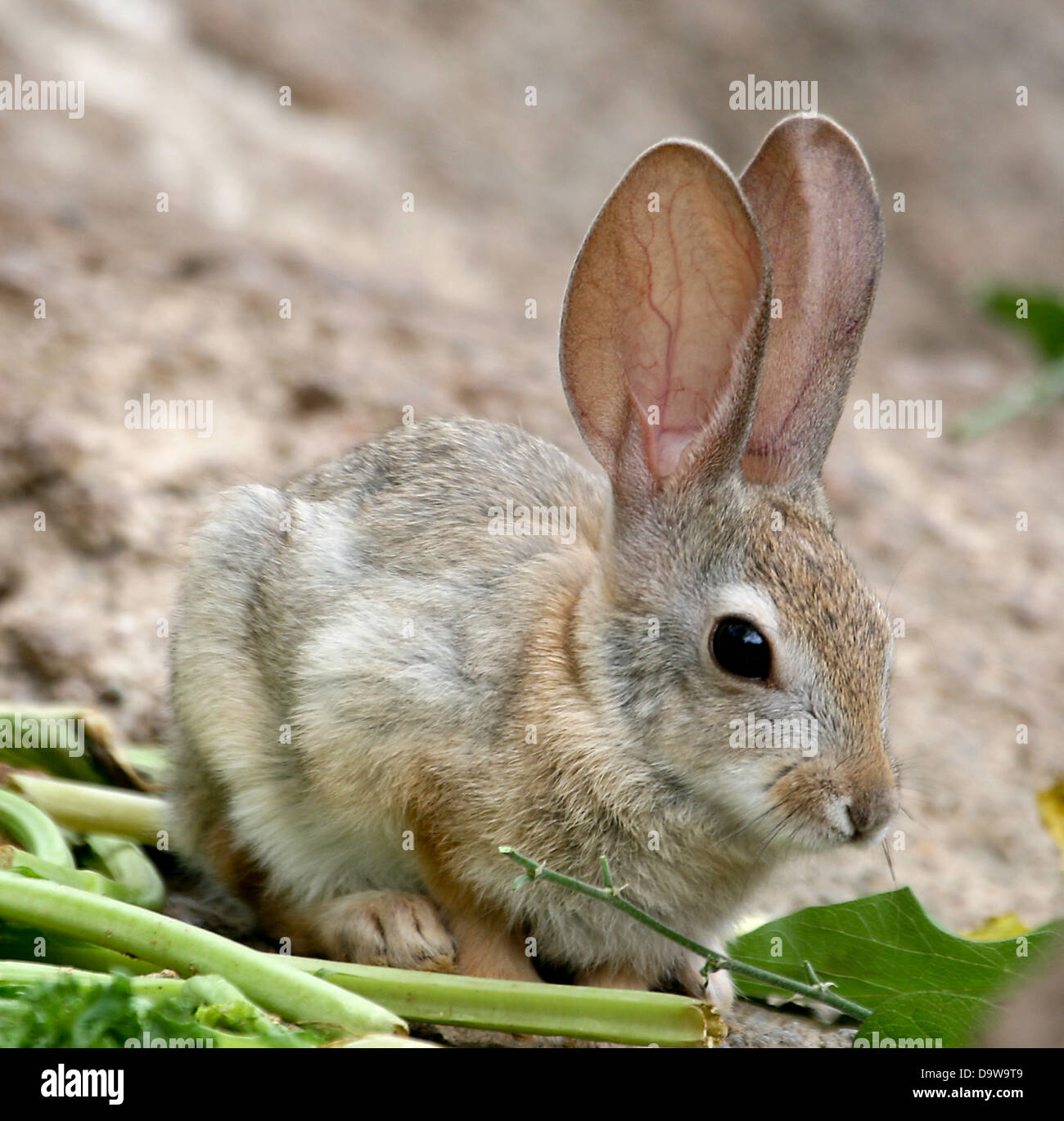 Baby bunny hi-res stock photography and images - Alamy