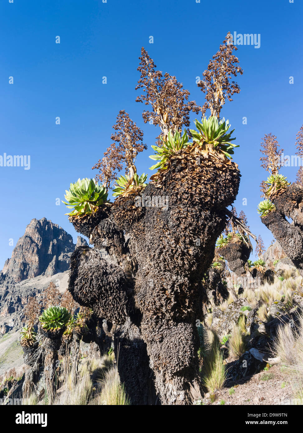 Giant Groundsel or Dendrosenecio (senecio keniodendron) in the Mount Kenya National Park, Kenya, with withered inflorescence.. Stock Photo