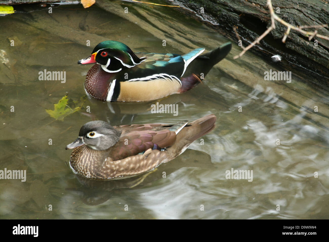 Mandarin duck swimming Stock Photo - Alamy