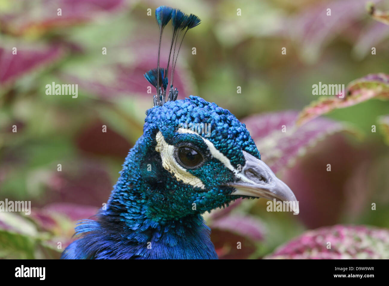 Peacock Portrait Stock Photo