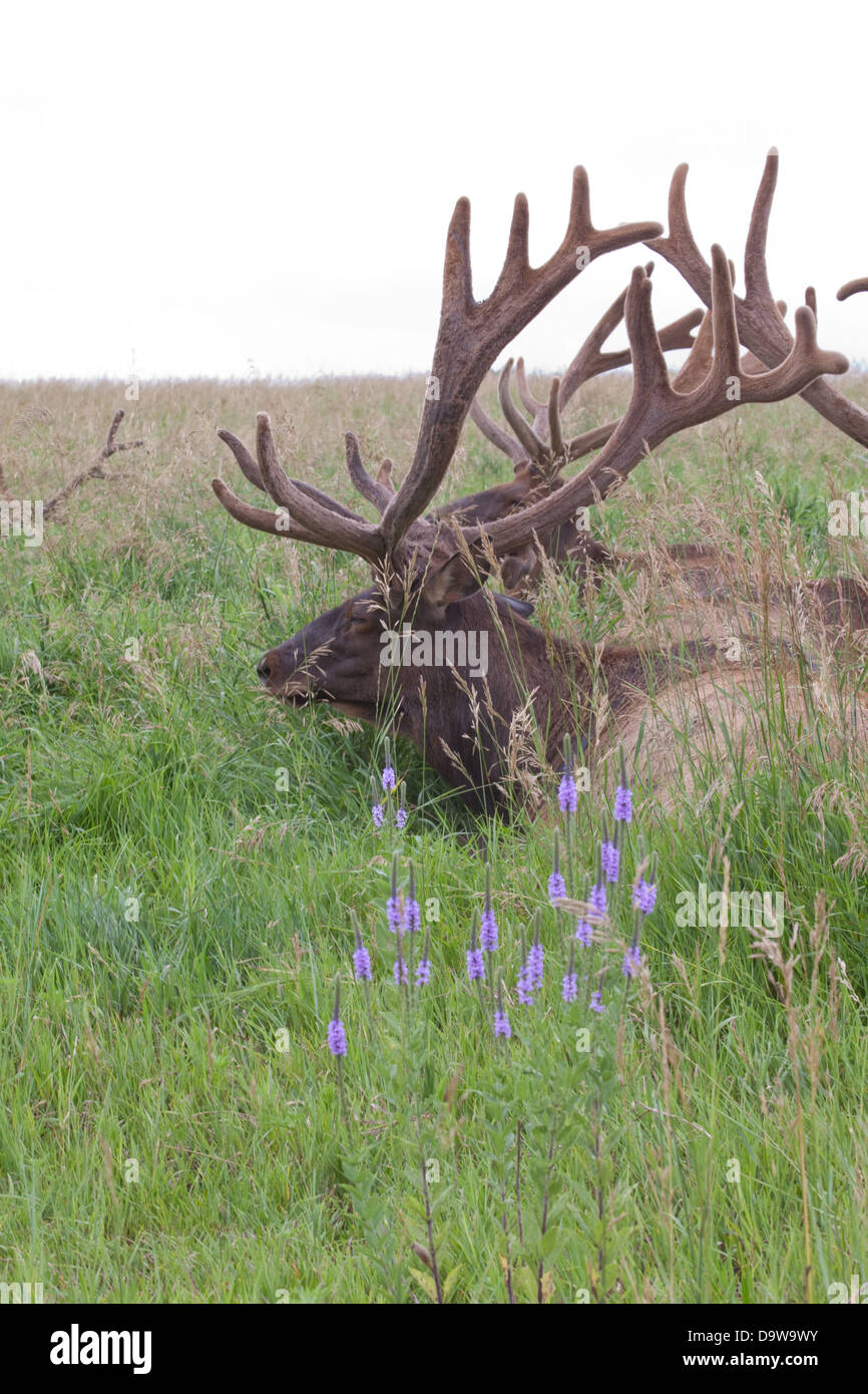 Elk in the flowers Stock Photo