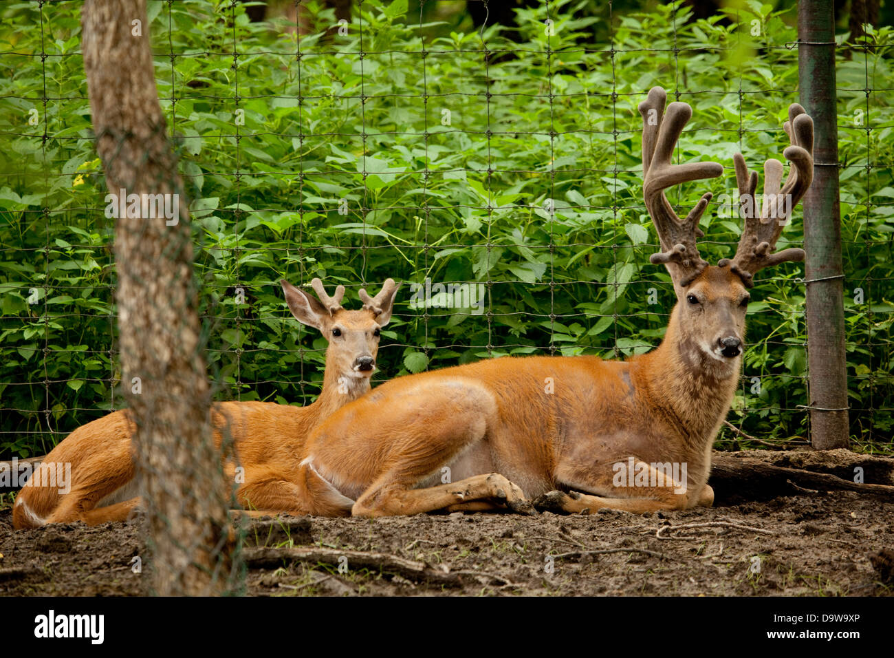 Two deer in the forest Stock Photo