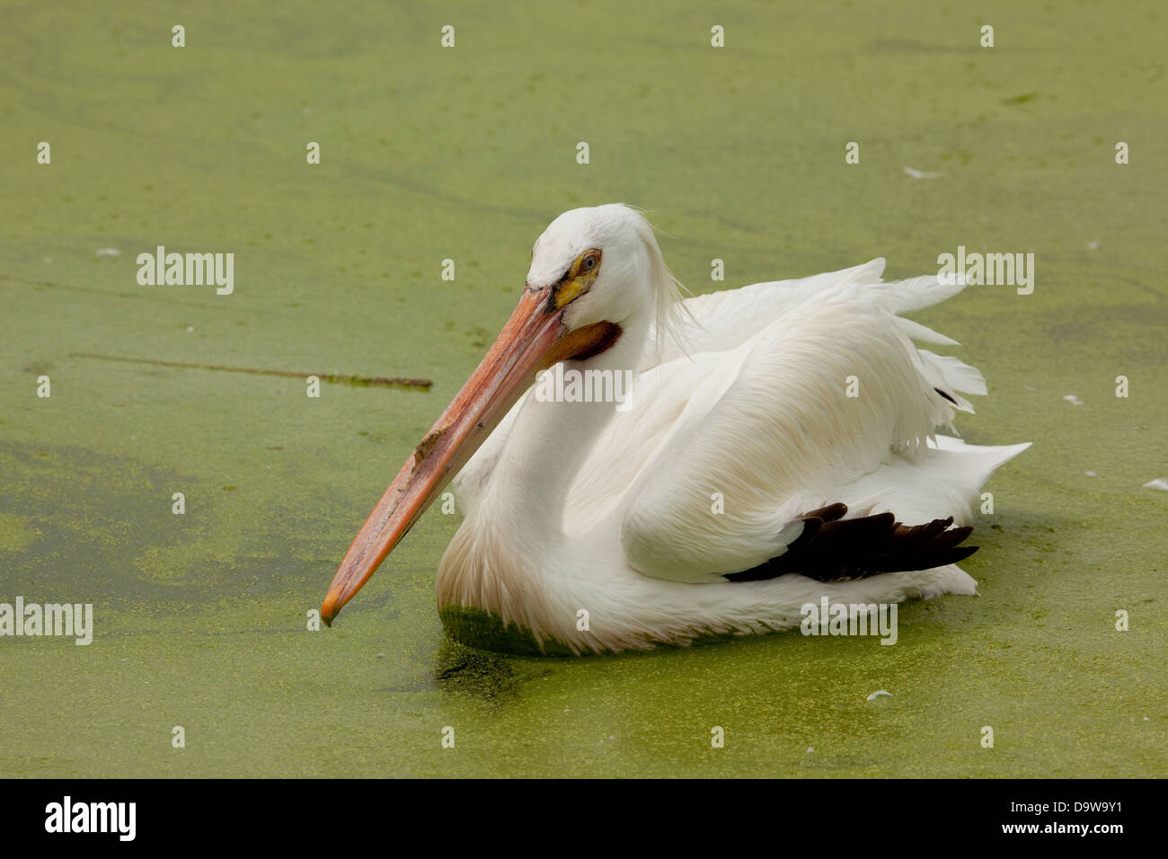 Pelican on pond swimming Stock Photo