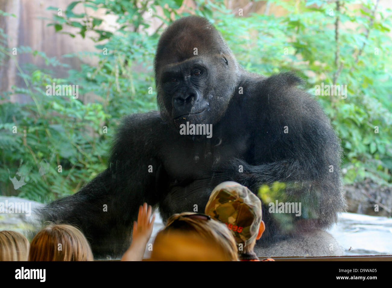 Gorilla and children at the zoo Stock Photo