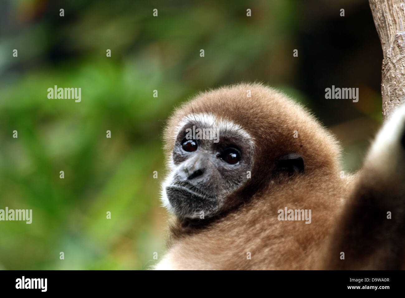 Common squirrel monkey close up Stock Photo
