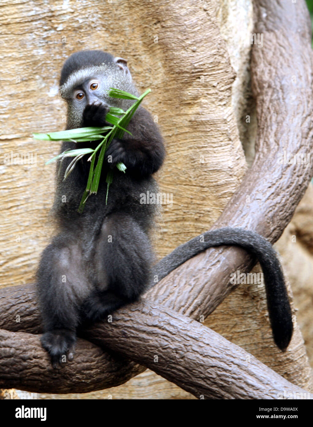 Blue monkey hires stock photography and images Alamy