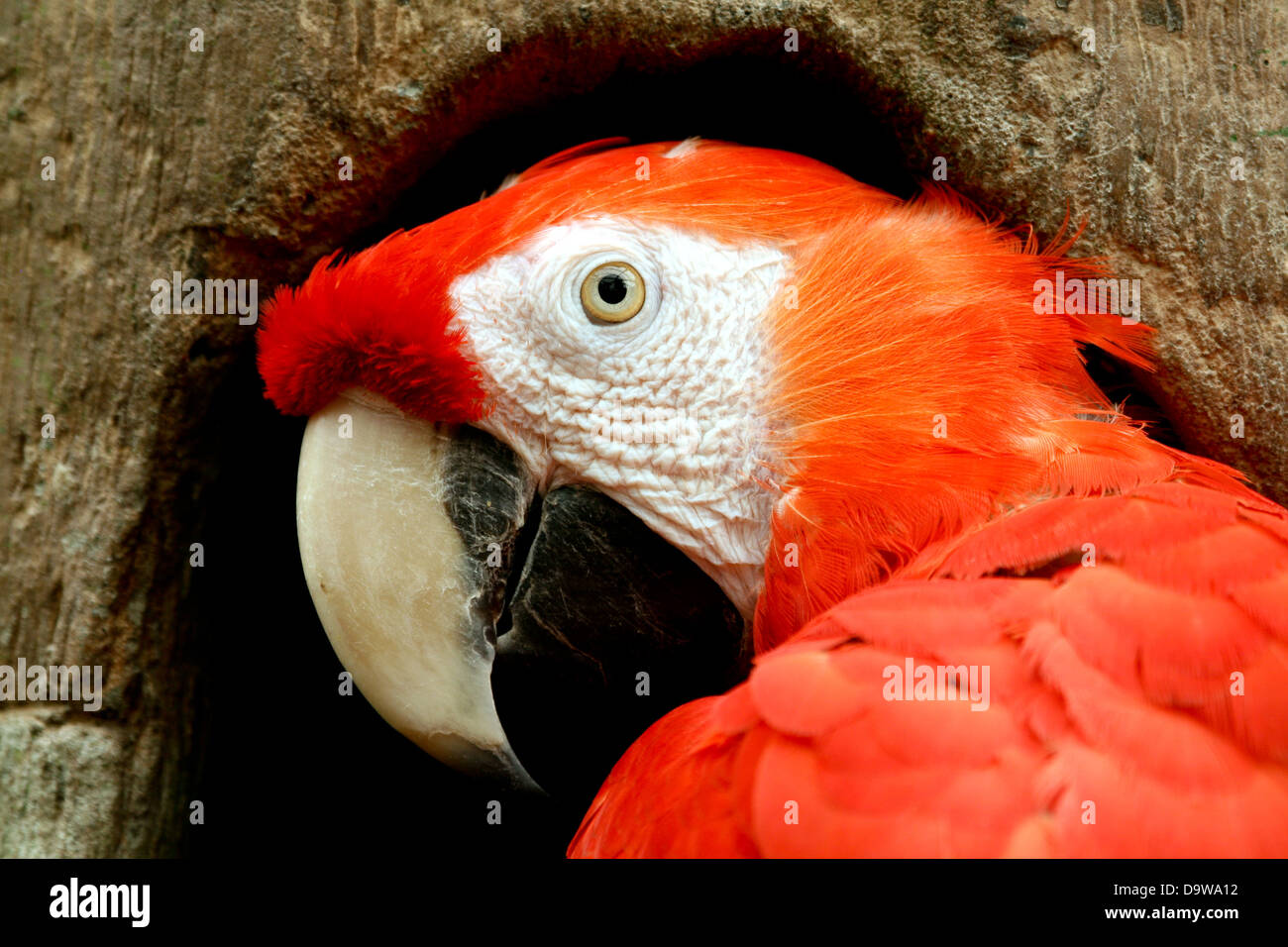 scarlet macaw Stock Photo