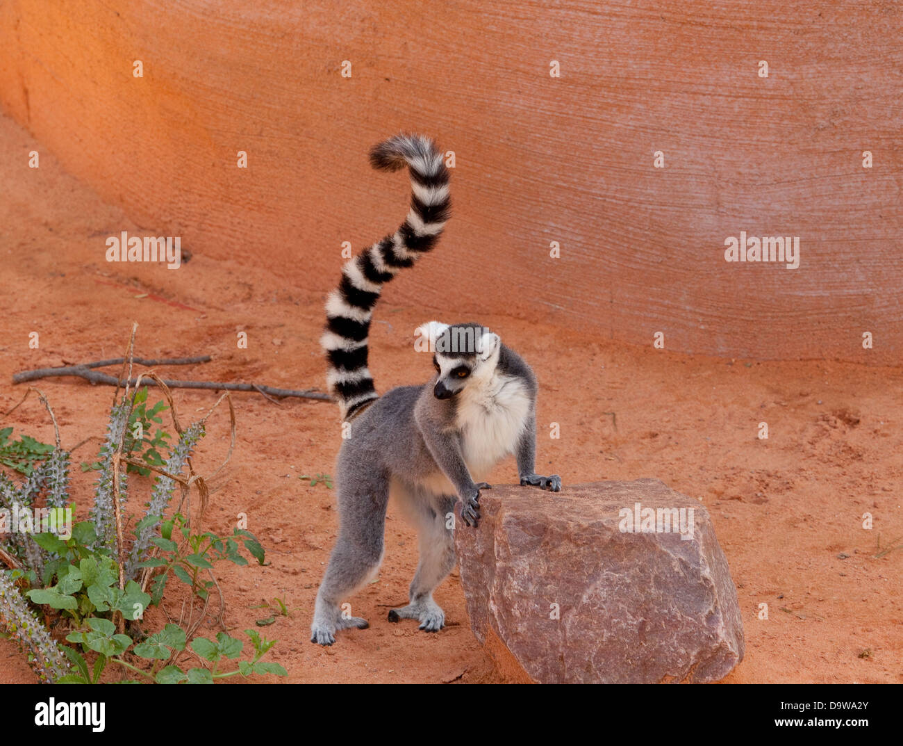 ring tail lemur Stock Photo