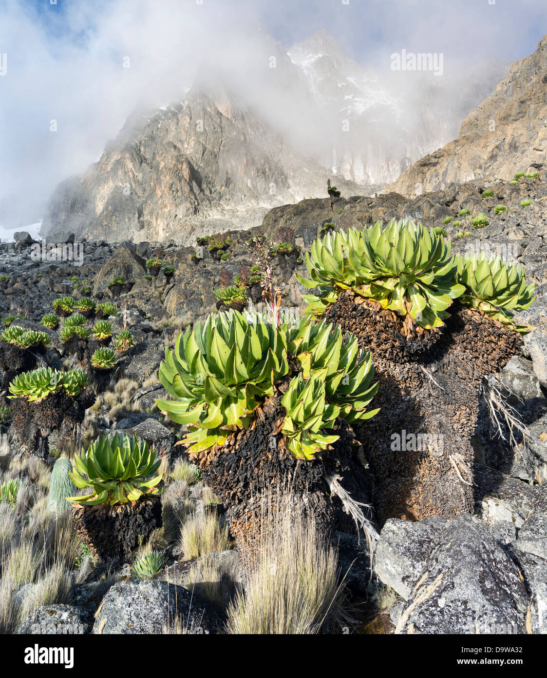 Giant Groundsel or Dendrosenecio (senecio keniodendron) in the Mount Kenya National Park, Kenya. Stock Photo