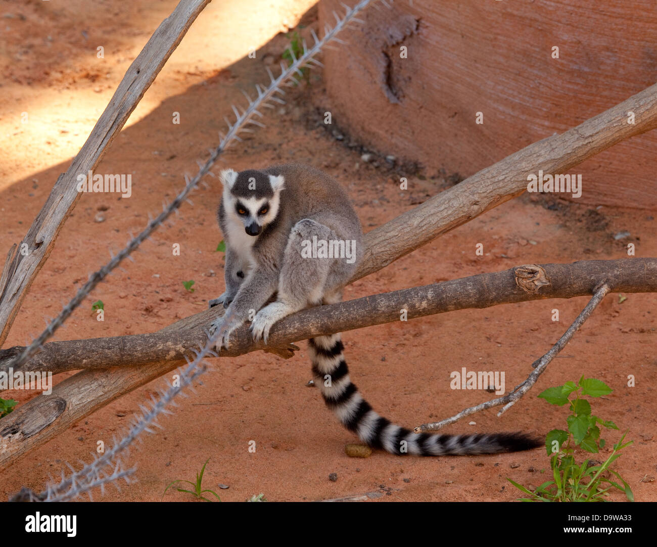 ring tail lemur Stock Photo