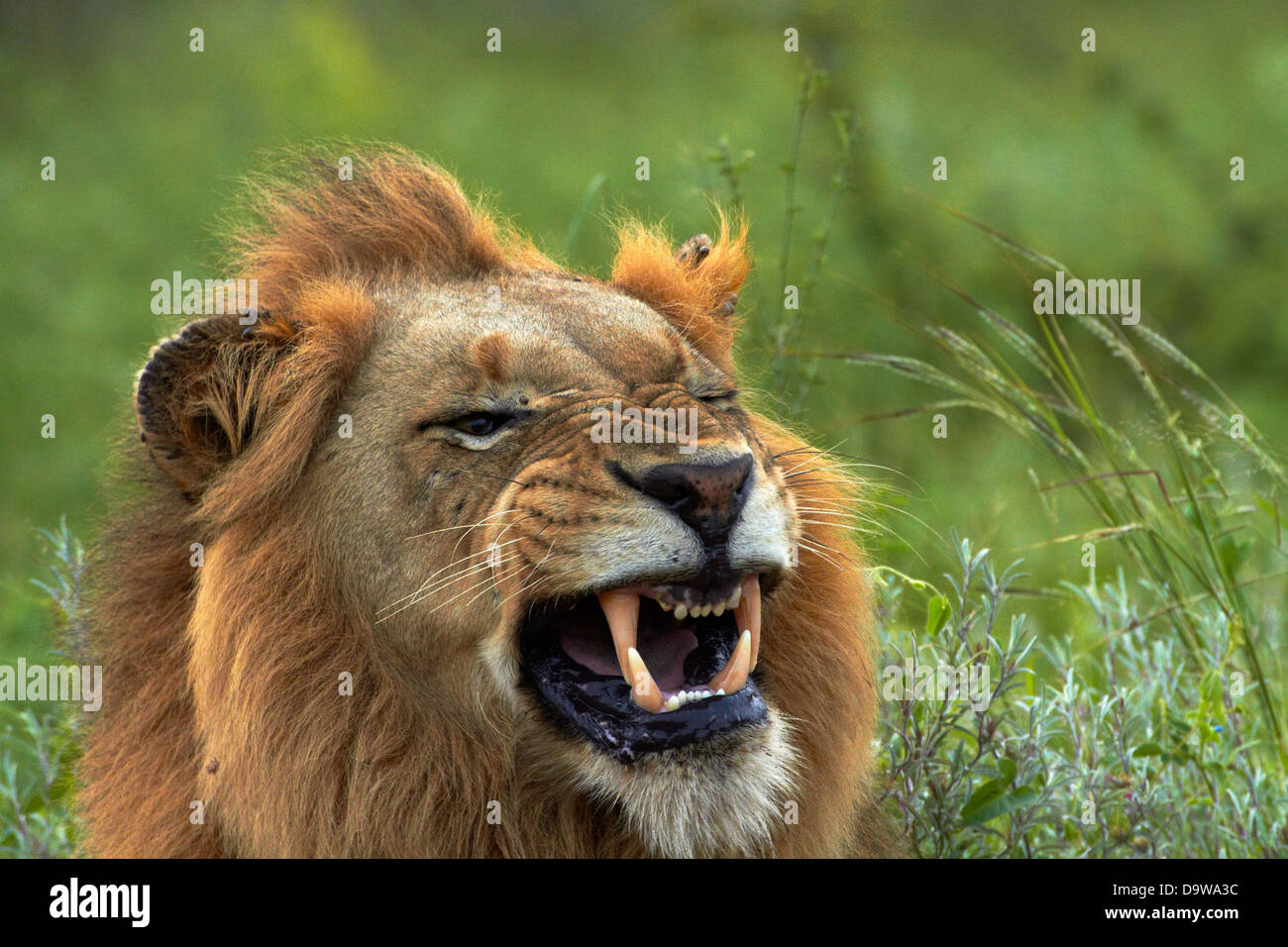 Male Lion (Panthera leo), Kruger National Park, South Africa Stock Photo
