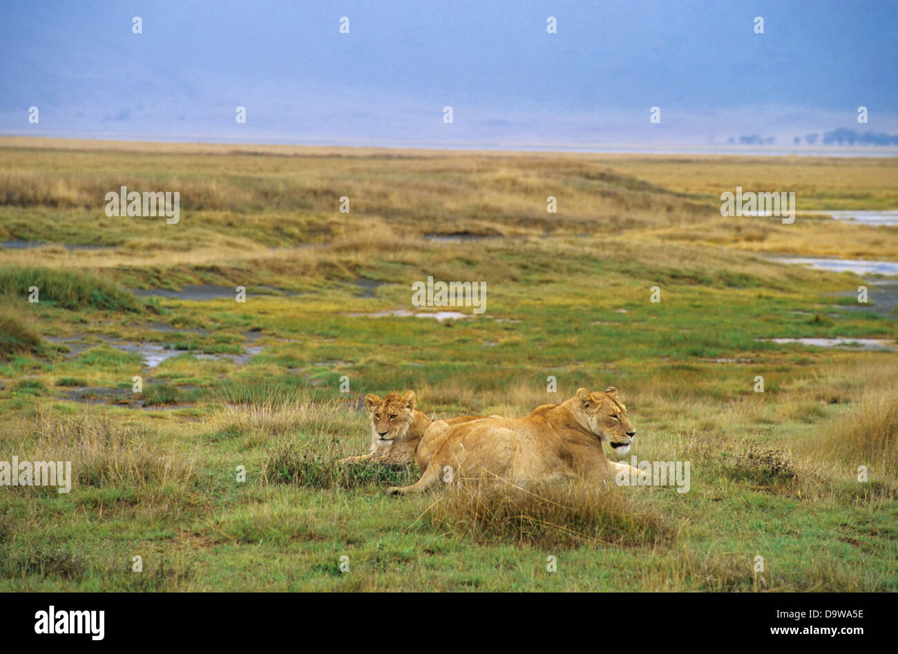 Tanzania, Ngorongoro Crater, Lioness With Young Male Lion Stock Photo