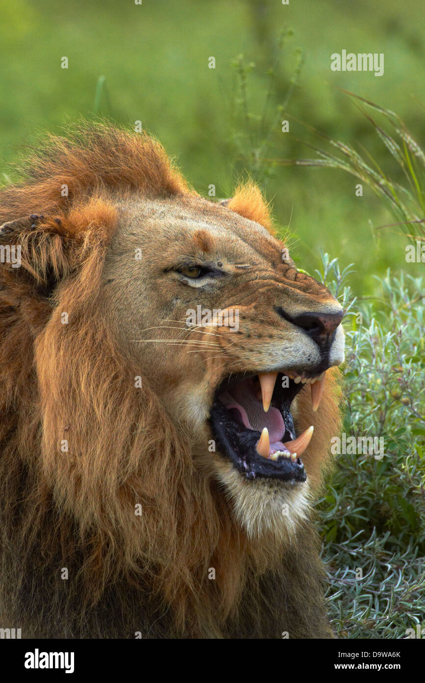 Male Lion (Panthera leo), Kruger National Park, South Africa Stock Photo
