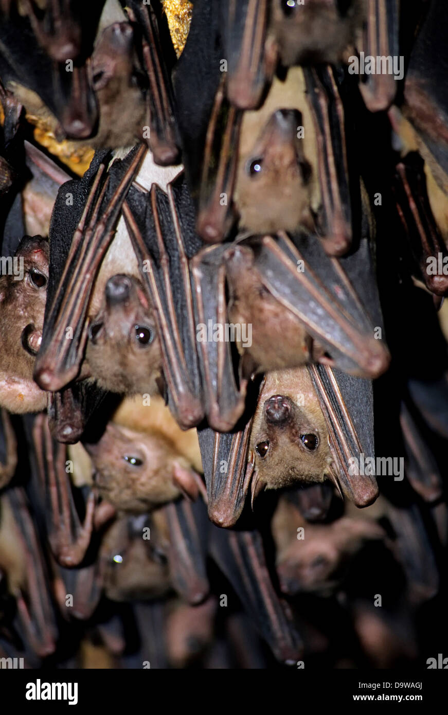 Uganda, Queen Elizabeth National Park, Bat Cave, Bats Hanging From Ceiling Stock Photo