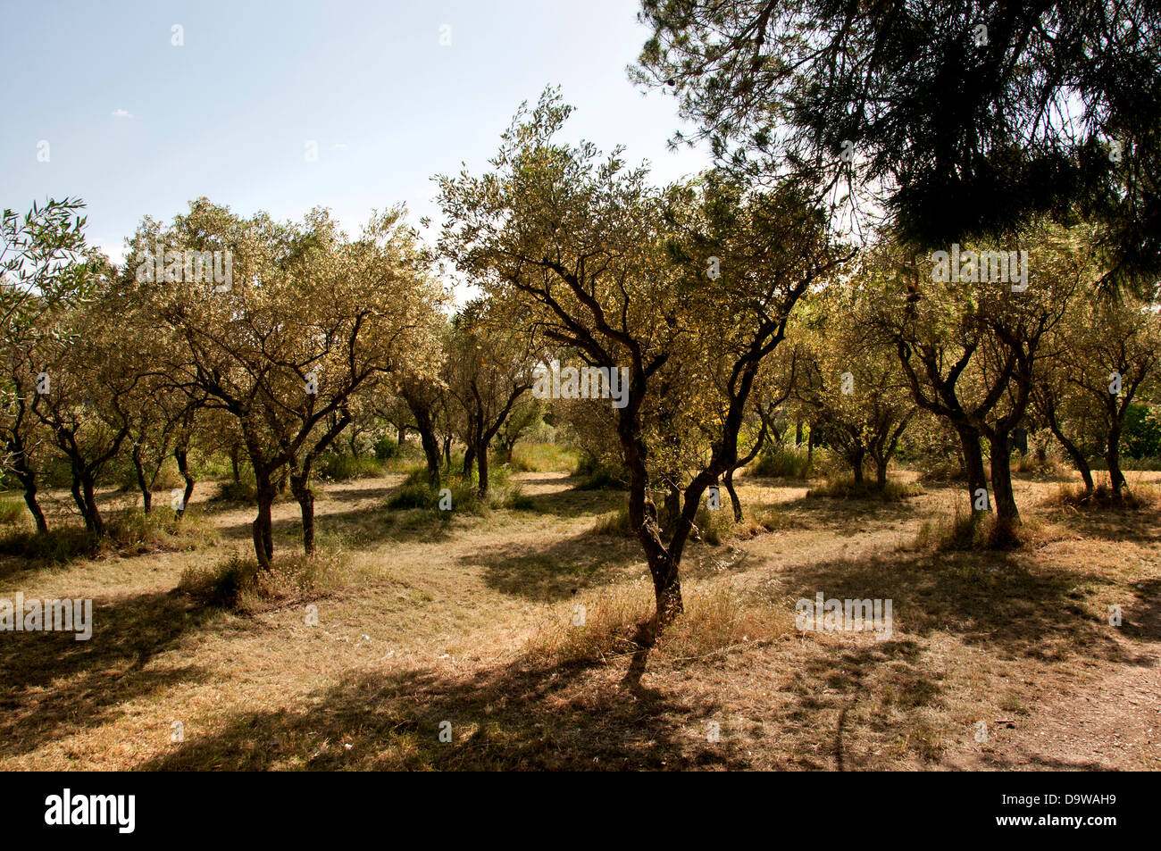 The olive trees Monastery Saint Paul de Mausole Saint Remy de Provence