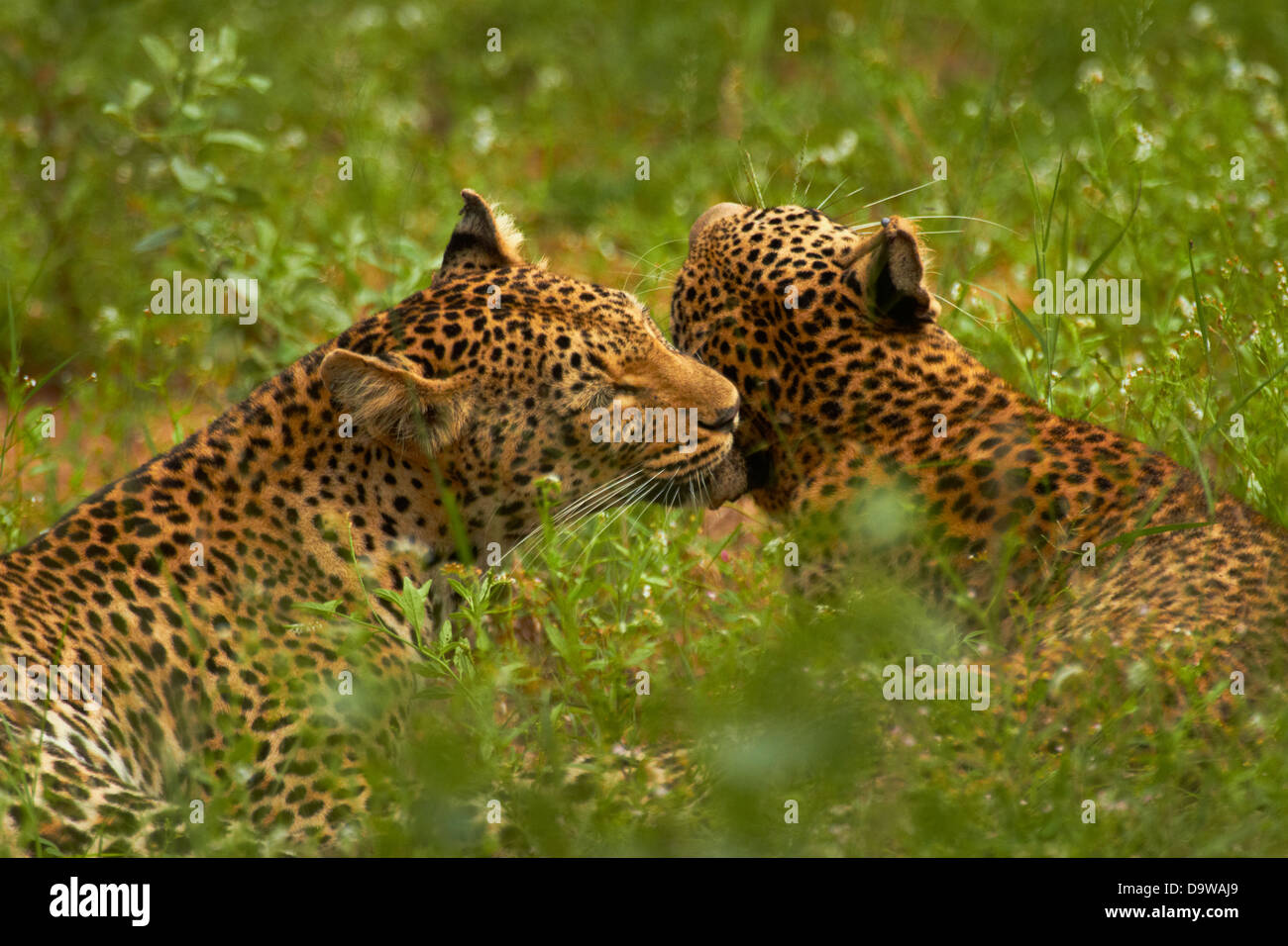 Leopards (Panthera pardus), Kruger National Park, South Africa Stock Photo