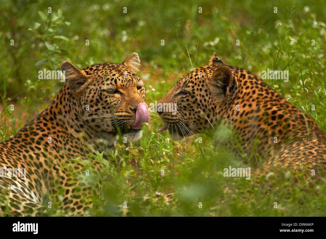 Leopards (Panthera pardus), Kruger National Park, South Africa Stock Photo
