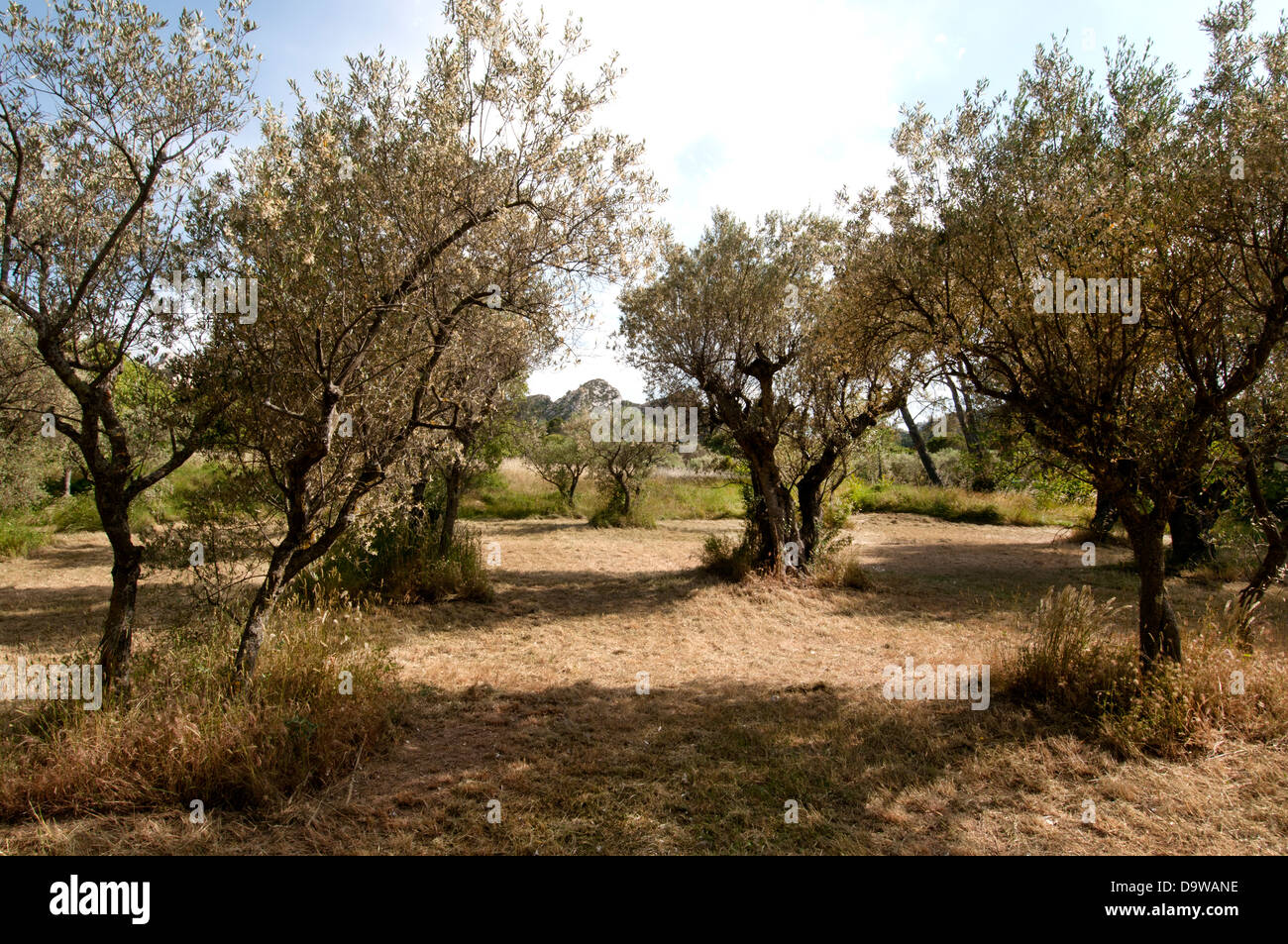The olive trees Monastery Saint Paul de Mausole Saint Remy de Provence