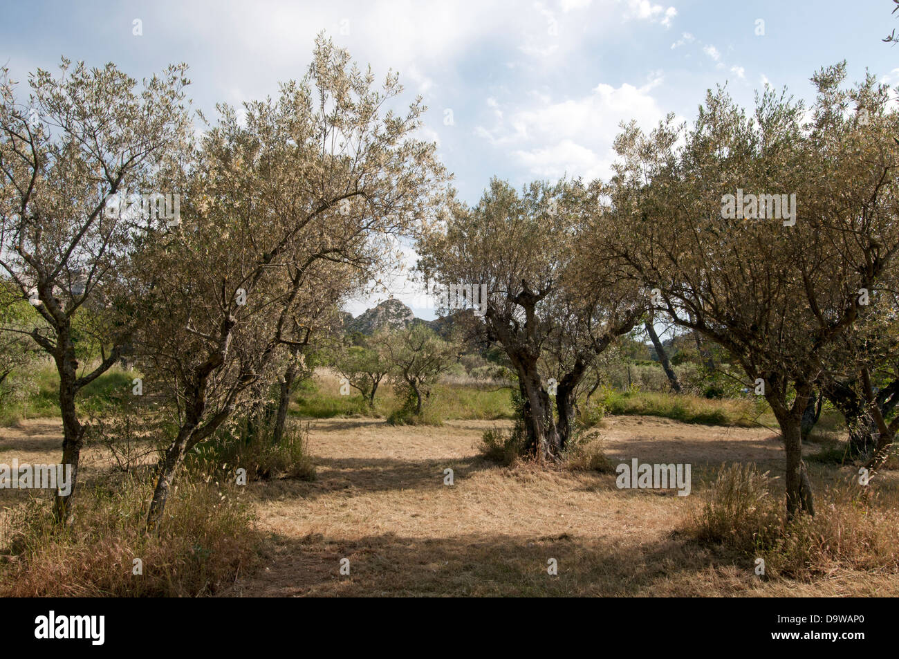 The olive trees Monastery Saint Paul de Mausole Saint Remy de Provence