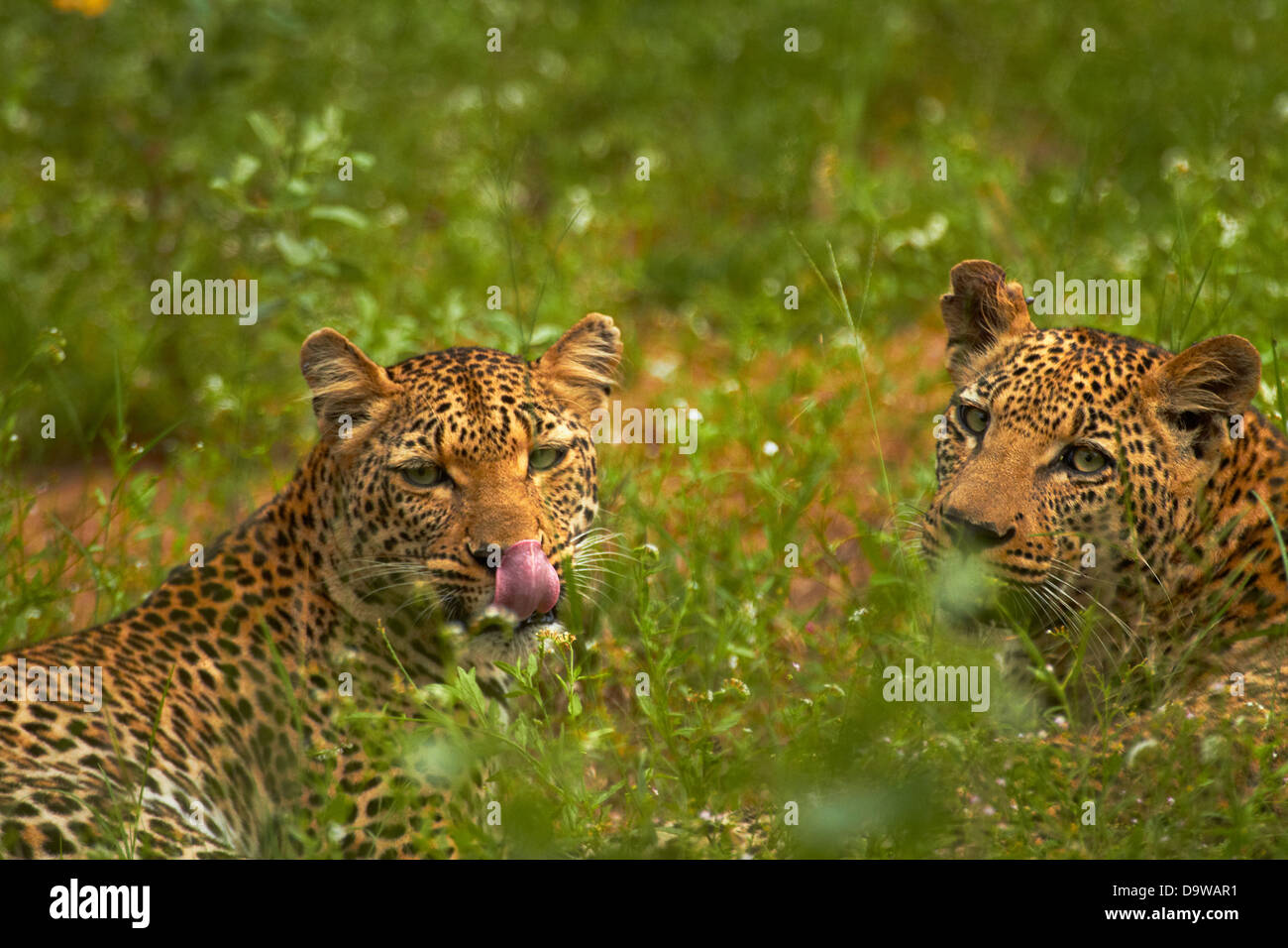 Leopards (Panthera pardus), Kruger National Park, South Africa Stock Photo