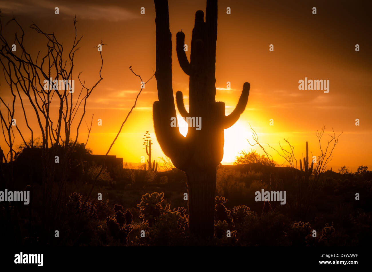 Desert sunset in Scottsdale,AZ, saguaro cactus in foreground Stock ...