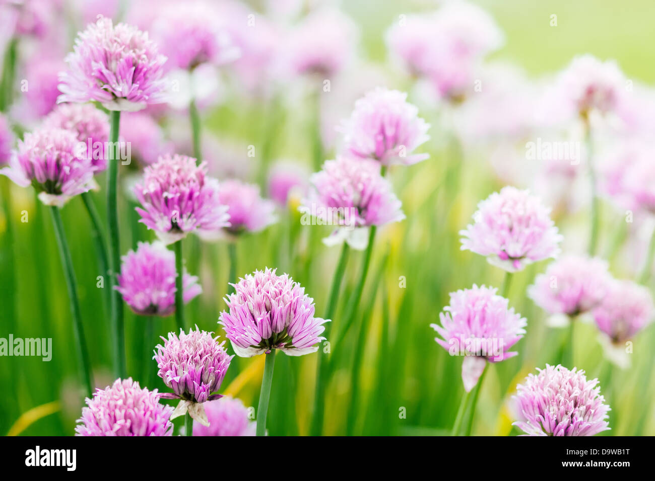 Chive herb flowers on beautiful bokeh background with shallow focus Stock Photo