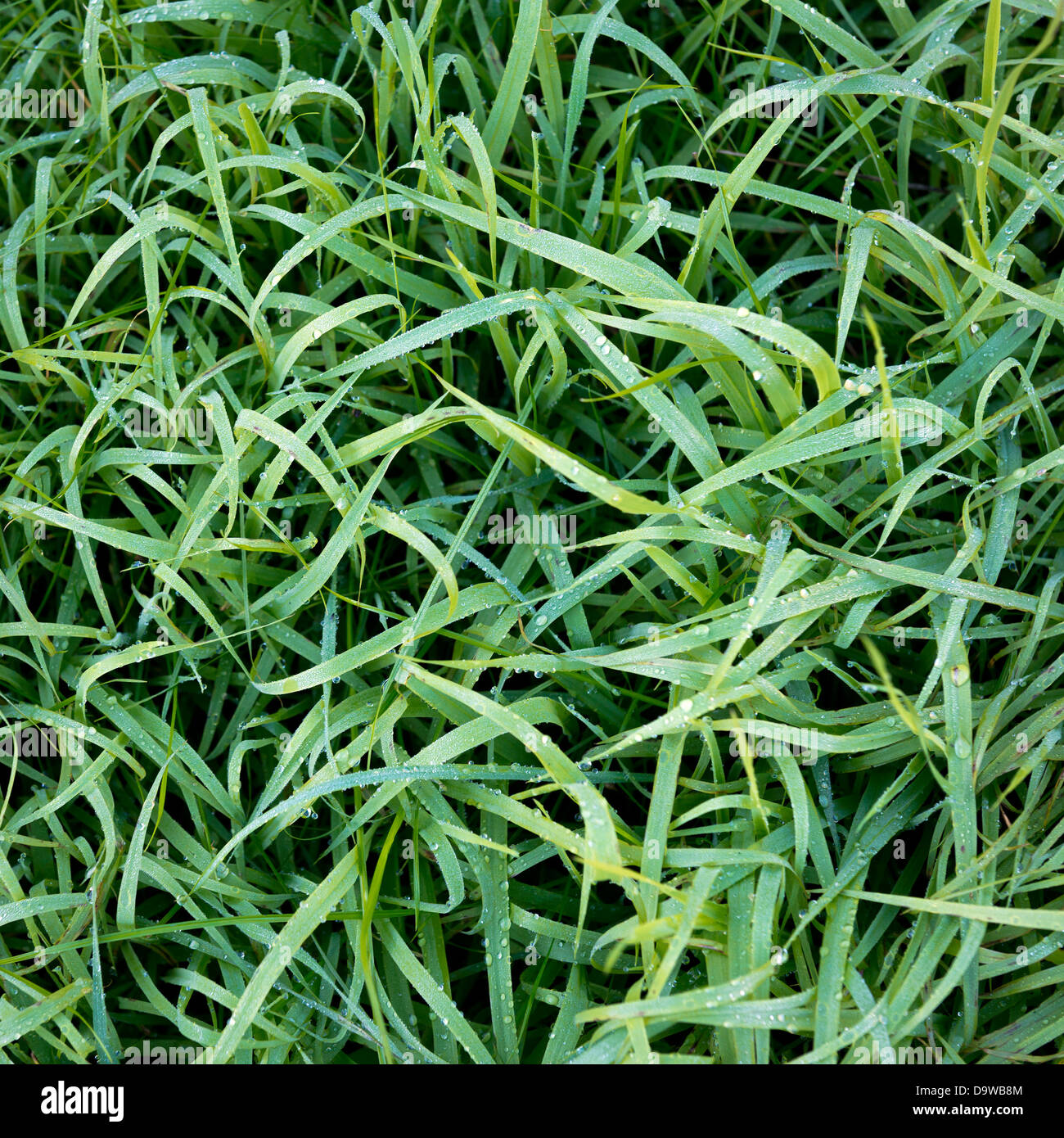 Lush green grass in shallow focus from above covered with morning frost and dew Stock Photo